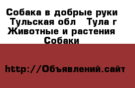 Собака в добрые руки - Тульская обл., Тула г. Животные и растения » Собаки   